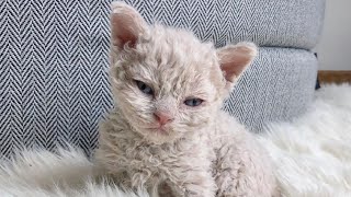 Кошка в приюте родила странного котёнка, и когда он подрос, пришлось срочно звать заводчика