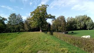 Friese koeien in Vaals.  Friesian cows in Vaals.