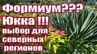 Формиум или юкка? Юкка в открытом грунте. Особенности ухода (посадка,обрезка,полив,размножение).