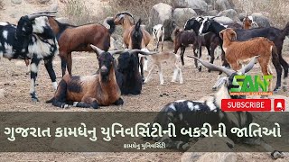 ગુજરાત કામધેનુ યુનિવર્સિટીની બકરીની જાતિઓ #goatbreeds  #KamdhenuUniversity #AnimalScience