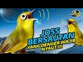 Kecial Kuning JOSS BERSAUTAN‼️Yang Denger WAJIB NYAUT‼️| PEPADU KECIAL