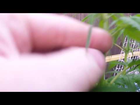 Nirvana Mystery Seed - Finale Nirvana Mystery Seed - Finale