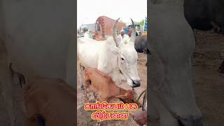 காங்கேயம் கறவை மாடு, விற்பனை|பொய்கை சந்தை| kangayam cow,