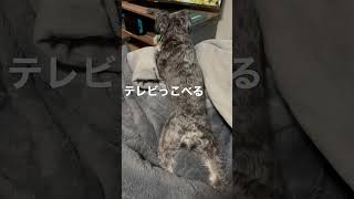 S テレビに前のめりすぎんか【ミニチュアシュナウザー】＃shorts