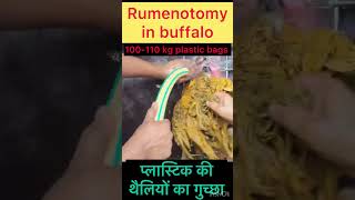 Rumenotomy l Recurrent Tympani l Bloat l Dr Umar Khan