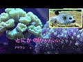 飼育したい海水魚‼️５選‼️魅惑のマリンアクアリウム✨my marine aquarium moamoaちゃんねる