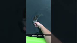 GRABBING BASS BARE HANDED #bassfishing #bass #fishing #barehand #handfishing