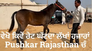 ਸੱਤ ਲੱਖ ਦੀ ਬਛੇਰੀ | ਪੁਸ਼ਕਰ ਮੇਲੇ ਤੇ | pushkar mela2021| pushkar fair2021| stud farm | blog thekedar99