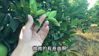 断根给柑橘促花芽分化，具体怎么操作？