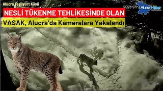 Alucra Yeşilyurt Köyü’nde Vaşak Kameralara Yakalandı