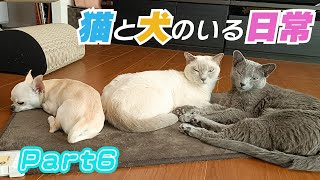 【猫と犬のいる日常6】【ロシアンブルー×トンキニーズ×チワワ】年末のけりぐるみ大会（#143 ）