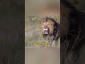 Mother Cheetah defends her Cubs _ #shorts