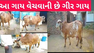 આ ગાય વેચવાની છે ગીર ગાય