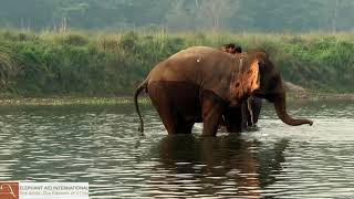 Elephant Food Rationing in Sauraha