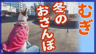 【わんこ】霜柱とベンチと電車で冬の散歩を楽しんだジャックラッセルテリアのむぎの巻【犬動画】