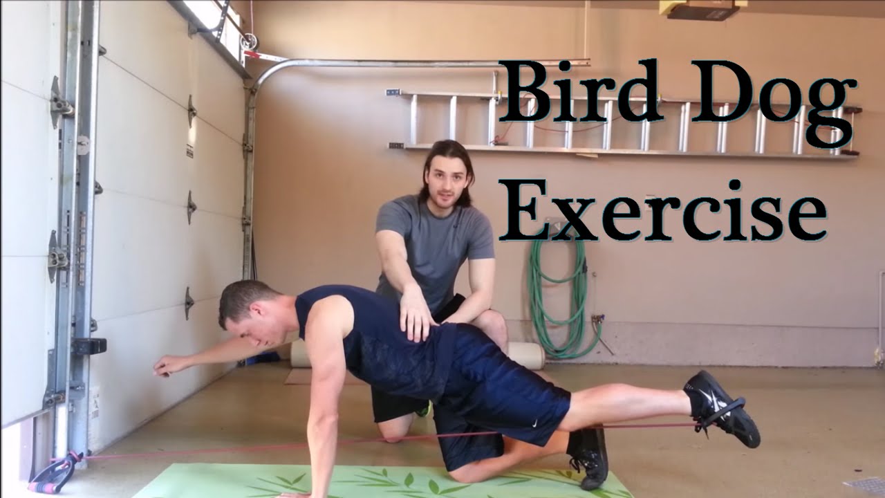 How To Perform The Bird Dog Exercise & Advanced Progressions - YouTube