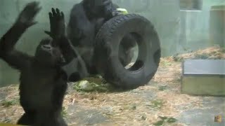 2014年頃のシャバーニ家族 28 Shabani family around 2014