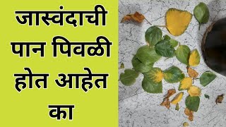 हिवाळ्यात जास्वंदची पान पिवळी पडतात | माझी बाग 450 | yellow leaves problem in winter | majhi baag