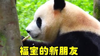 你一定想不到，福宝又交了一个新朋友 #大熊猫福宝 #福宝