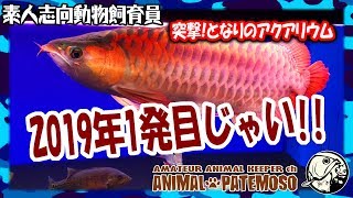 【2019年1発目!】第05回 突撃!となりのアクアリウム【視聴者投稿水槽紹介動画】