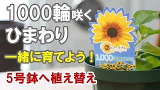 ひまわりサンビリーバブルを一緒に育てよう！　植え替え、摘芯、鉢植えでどれだけ咲くかな？