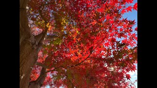 秋の公園 Autumn 2024 in Japan: Parks Full of Color