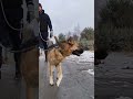 spajro jest gotowy do pokochania i adoptowania czytaj opis dog pies schronisko shortvideo