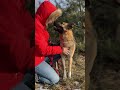 spajro jest gotowy do pokochania i adoptowania czytaj opis dog pies schronisko shortvideo