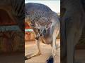 Baby Kangaroo Keeps Trying to Enter Pouch