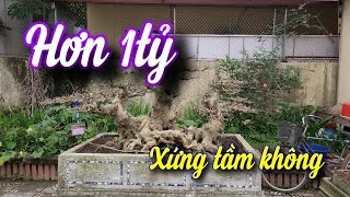 SH.7114. Cây Sanh này xếp hạng cây tiền tỷ ở triển lãm SVC Chuyên Ngoại đấy các bác.