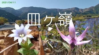 皿ヶ嶺 カタクリとハルリンドウ