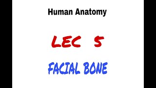 HUMAN ANATOMY LEC 5 ( FACIAL BONE )