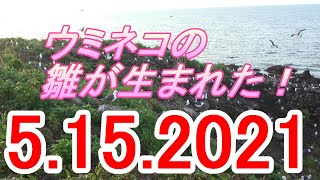 雛誕生！！天売島黒崎海岸、ウミネコが映っているだけの動画。2021年5月15日土