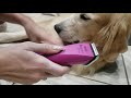 basic golden retriever grooming