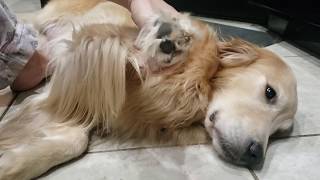 Basic golden retriever grooming