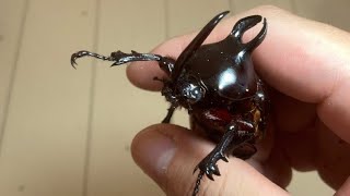 かなり変わった、かわいいカブトムシが羽化しました