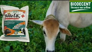 Bada Calf+|#Biodecent Pharma|for heifer#calfhealth #farming#pashupalan #dairy#badacalf#animals#dairy