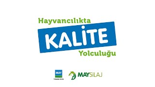 Buzağılarda Boynuz Köreltme Teknikleri / Hayvancılıkta Kalite Yolculuğu