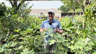 Everything You Need to Know About Growing Brown Turkey Fig Trees!