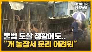 '개 농장'서 '불법 도살' 남은 개들은?/대전MBC