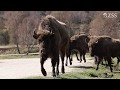 European bison - bringing a species back from the brink