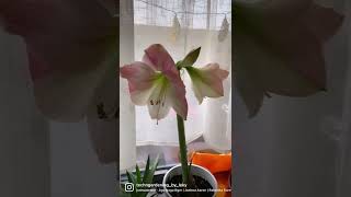 Amaryllis ’Cherry Blossom’ 💖  Indoor plant grown from bulb #shorts