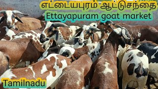 பக்ரீத் கிடாயிகள் | எட்டையாபுரம் ஆட்டு சந்தை | Biggest goat market at Tamil nadu | Ettayapuram goat