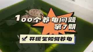 100个养龟问题 第7期 北方有暖气应该怎么养龟？