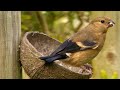 bullfinch bullfinches male female and juvenile