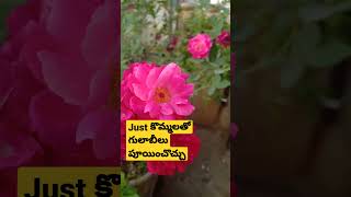 Just కొమ్మలతో గులాబీలు పూయించొచ్చు #roses in my terracegarden #stem #roses #terracegarden #ytshorts