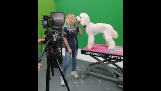 Giant poodle commercial cut by Maite Garcia