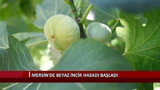 Mersin'de beyaz incir hasadı başladı