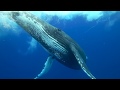 Humpback whales of the South West Pacific in 4K