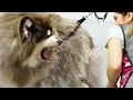 FOUR hours of HELL...crazy session with a wooly Malamute